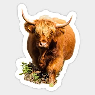 Highland Cow in Fern Sticker